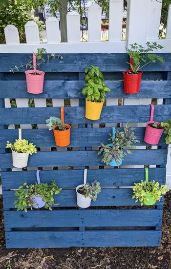 Vertical garden using blue pallet and colorful hanging pots with various plants