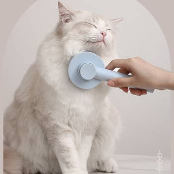 cat looking content being brushed with light blue brush