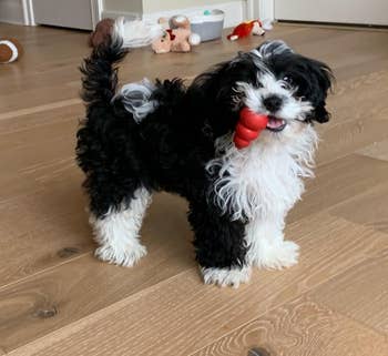 reviewer's puppy with X-small Kong toy