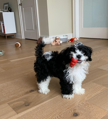 reviewer's puppy with X-small Kong toy