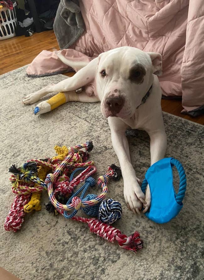 A reviewer's dog with various dog toys scattered around on the floor