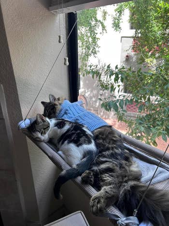 two cats curled up on the window hammock