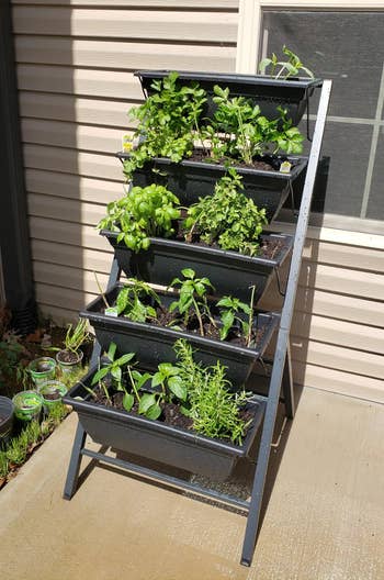 A tiered vertical garden stands outside a building, displaying various healthy herb plants, perfect for compact and efficient gardening
