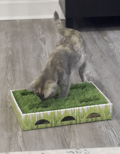 a BuzzFeed writer's cat playing in the grass box