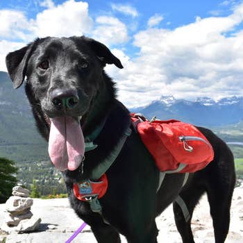 Reviewer image of large black dog wearing clip-on red harness with side backpacks standing on top of mountain