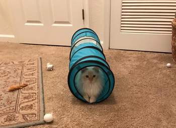 a reviewer's white cat in the blue tunnel