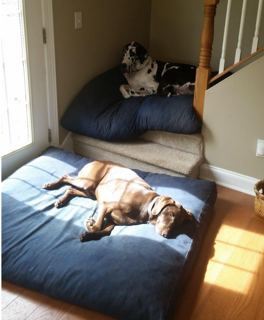 Dog bed ideas 2024 for big dogs