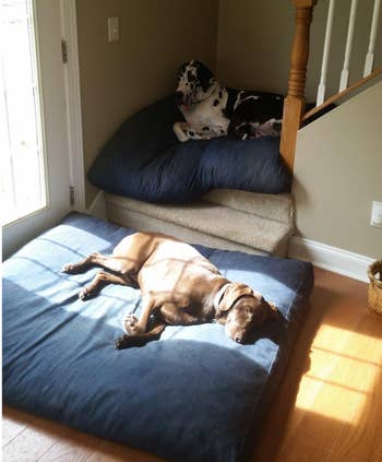 reviewer photo of two large dogs laying on their beds