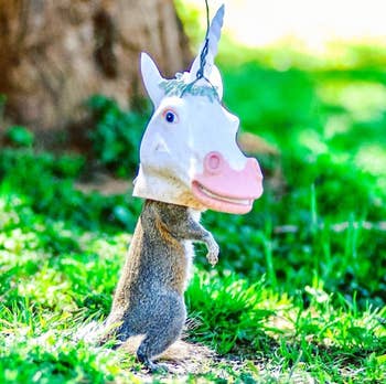 reviewer image of squirrel with head inside of unicorn food holder