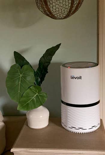 a reviewer's purifier sitting beside a plant