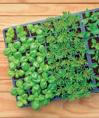same seed starting kit full of basil and other growing seedlings