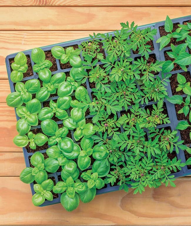 Tray of basil and marigold seedlings on wooden surface, for gardening shoppers