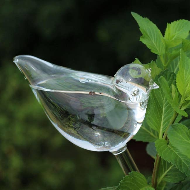 the glass bird watering globe