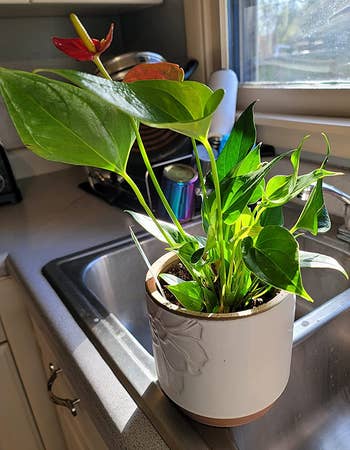 Reviewer's photo of plant receiving sunlight in the window