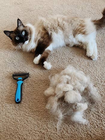 another reviewer's ragdoll cat next to the blue grooming rake and a pile of hair