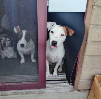 dogs peeking out of the pet door installed into the sliding door
