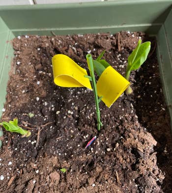 A young plant in a pot with a yellow label, which could indicate instructions or type, ideal for gardeners and plant shoppers