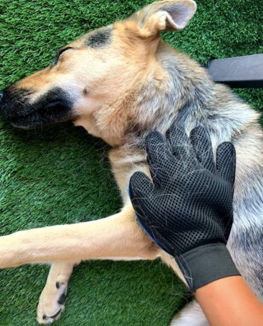 A customer review photo of them petting their dog with the glove