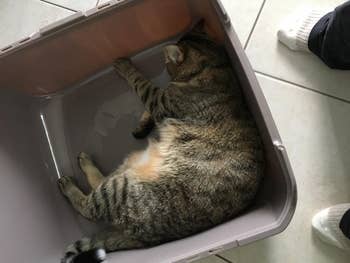 A large cat laying inside the litter box, with space still remaining