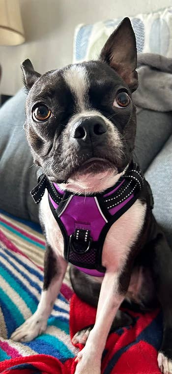 Reviewer image of black and white dog wearing purple clip-on harness with front metal loop while sitting on striped blanket