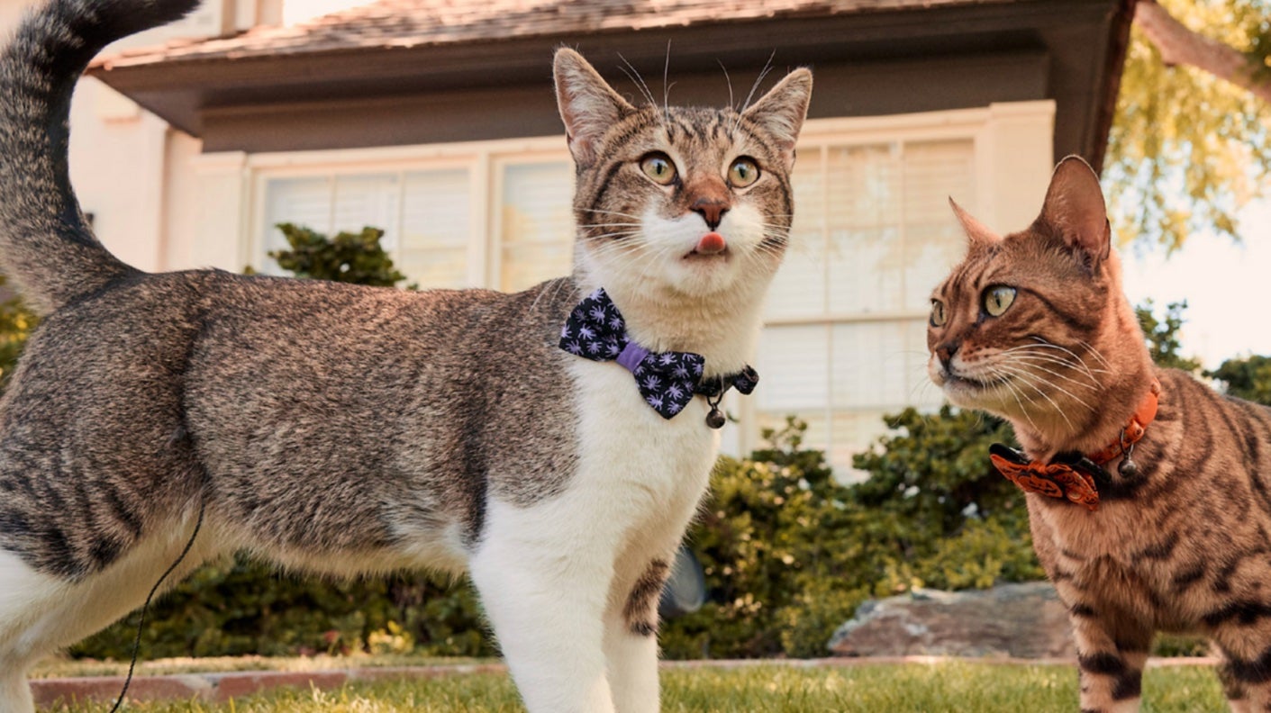 cats in bowties