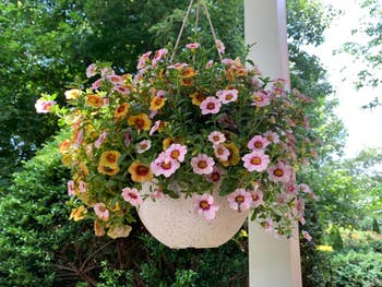 flowers hanging in the speckled pot