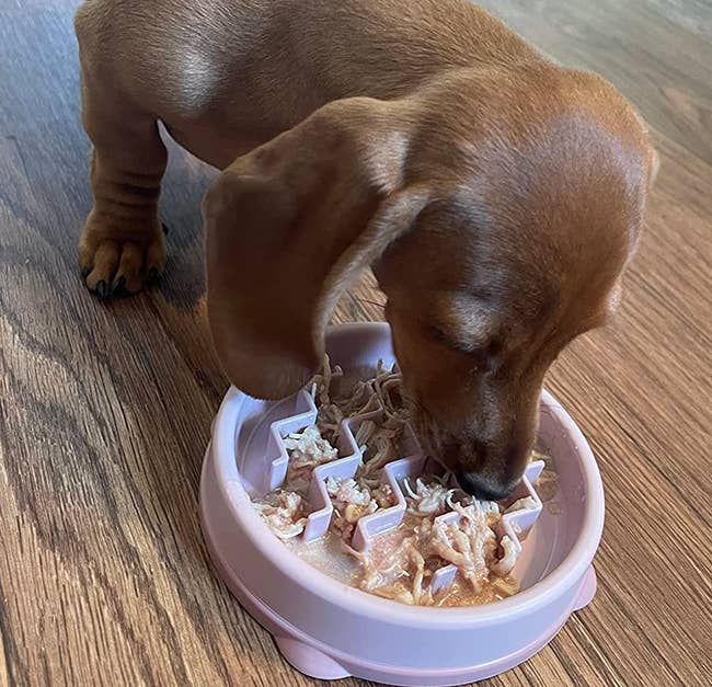 Reviewer image of dog eating out of pink bowl