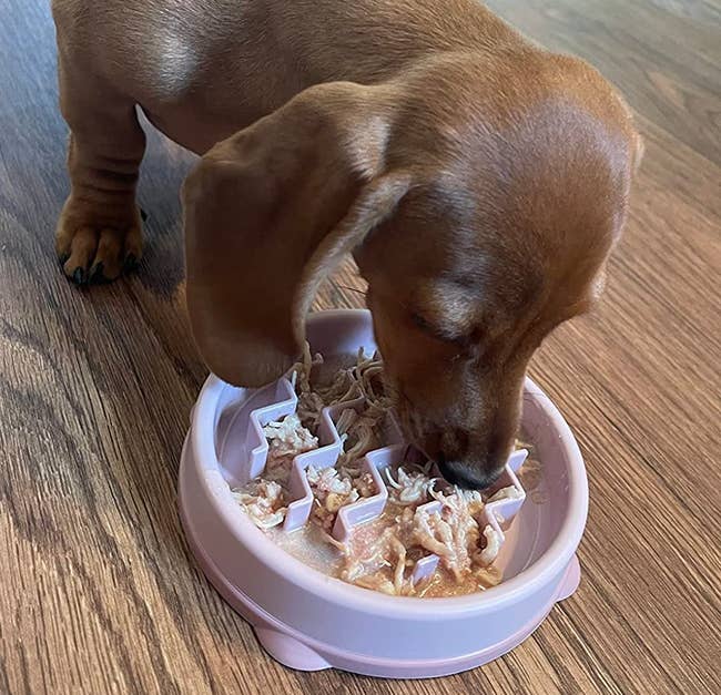 Reviewer image of dog eating out of pink bowl