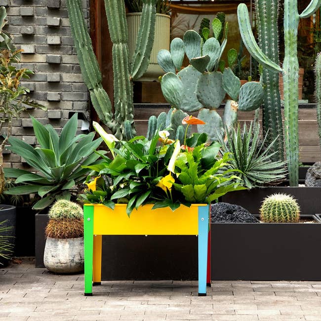 Raised planter container with divers plants and cacti outdoors, showcasing stylish plot decor