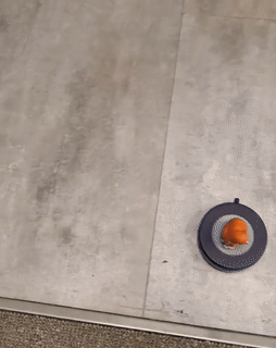 A feline  rides a tiny  robotic vacuum