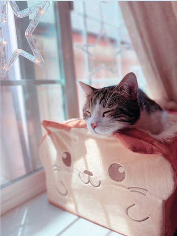 reviewer's cat sleeping in the toast bed by a window