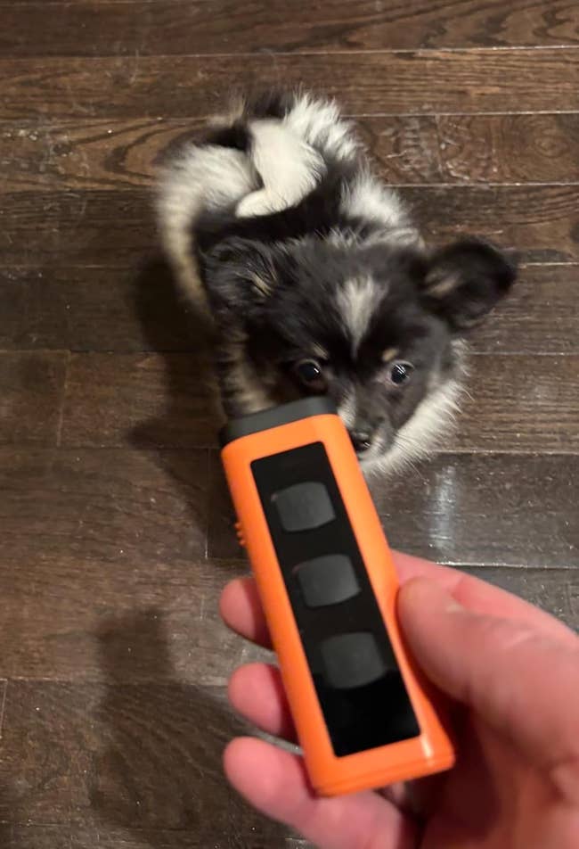 Person holds a handheld gadget while a small, fluffy dog curiously approaches on a wooden floor