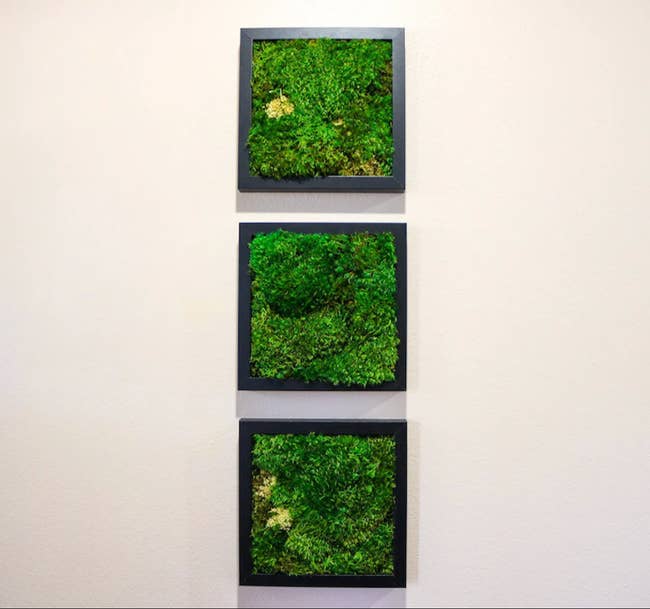 Three square framed moss art on a white wall