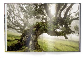 page of book with large tree in a green field 