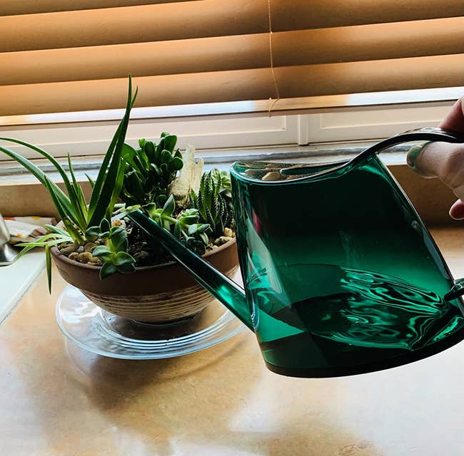 reviewer's green watering can being used to water succulents