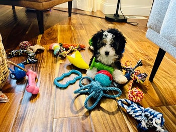 A reviewer's puppy surrounded by all the different toys