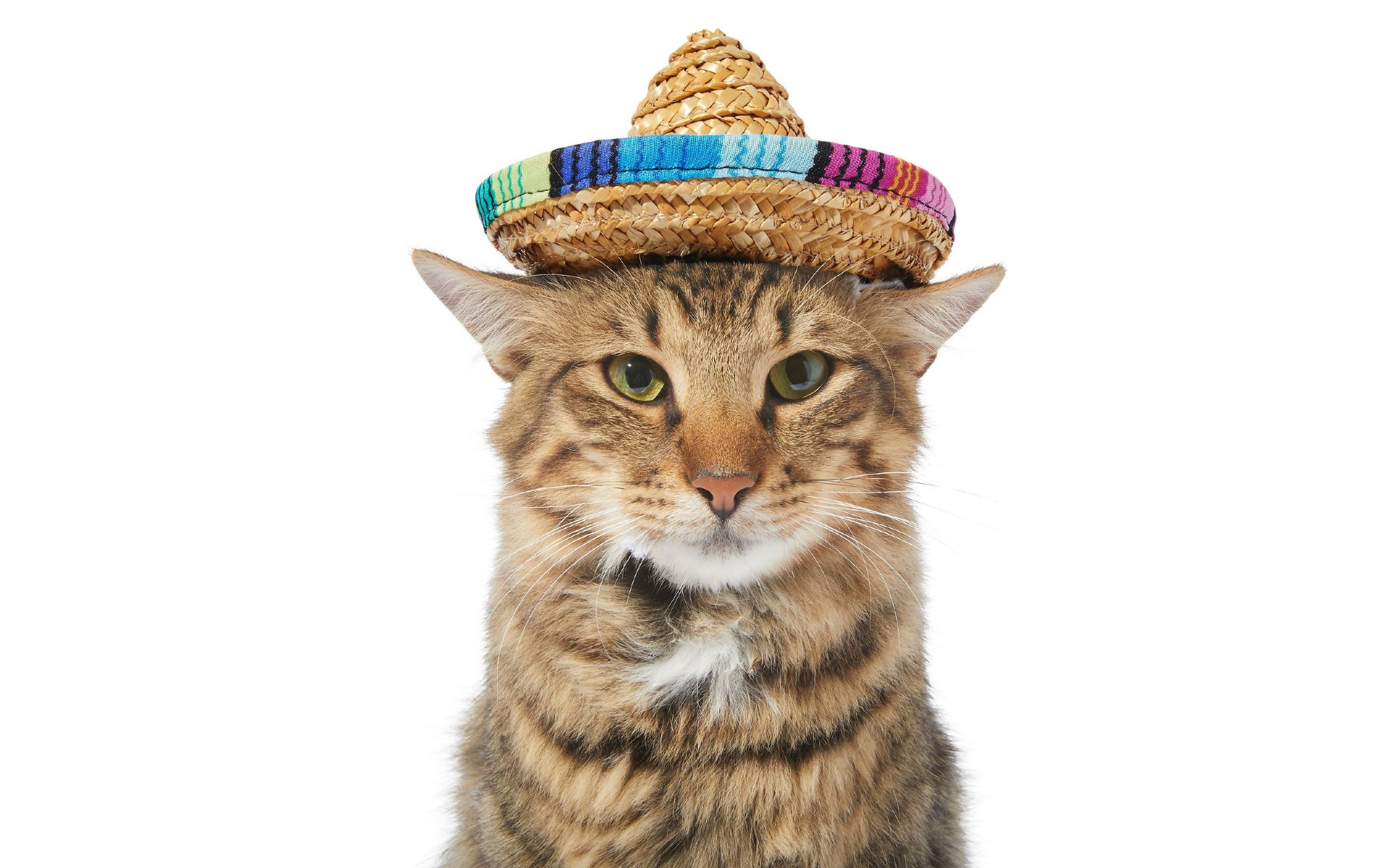Cat in sombrero