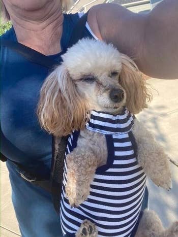 small dog in a navy and white striped carrier