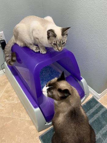 two cats with the purple covered litter box