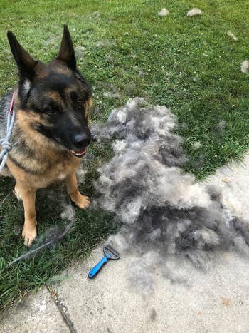a reviewer's dog next to the brush and a massive pile of hair that came out of the dog
