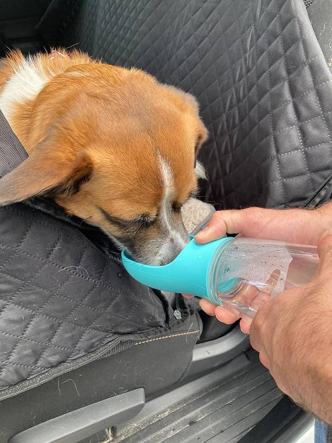 A idiosyncratic helps a canine portion from a portable favored h2o vessel portion the canine is seated connected a car seat