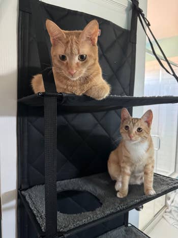 Two cats sitting connected  a multi-level feline  operation    with quilted panels, apt  for a favored  merchandise  reappraisal  oregon  buying  article