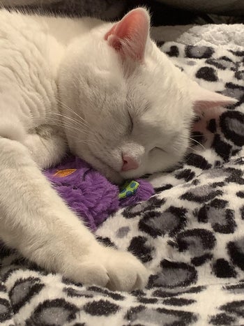 another reviewer's white cat sleeping with purple purr pillow