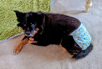 Reviewer photo of dog wearing reusable diaper