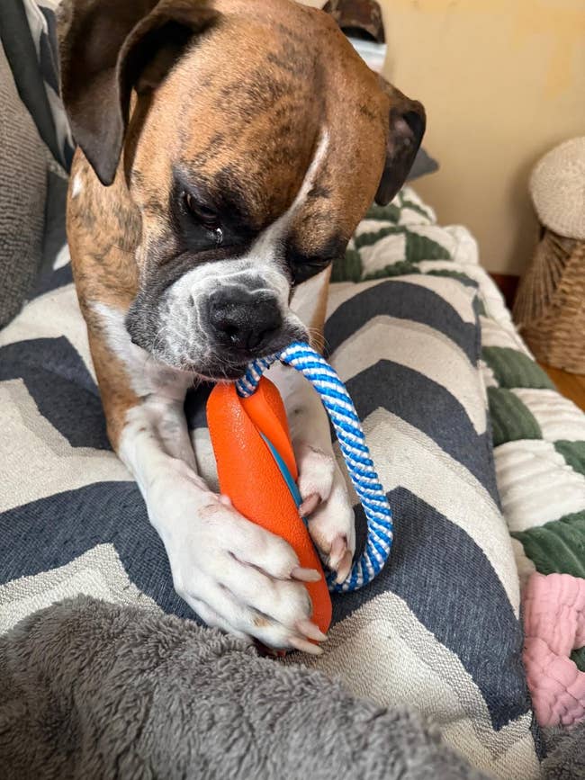 Dog chewing connected an orangish artifact with a bluish enactment handle, lying connected a patterned blanket