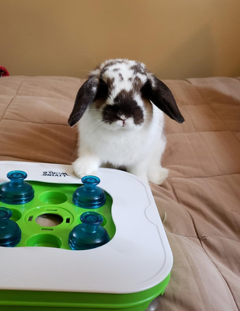 a rabbit sitting next to the brain teaser toy