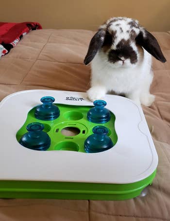 a rabbit sitting next to the brain teaser toy