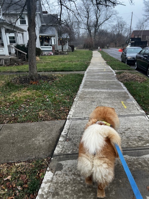 chow chow walking