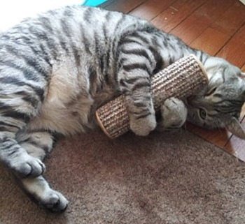 Cat holding the kicker toy