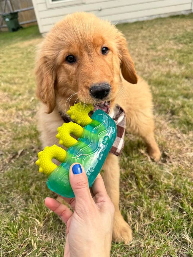 Golden retriever puppy plays with a greenish chew artifact held by a person, outdoors